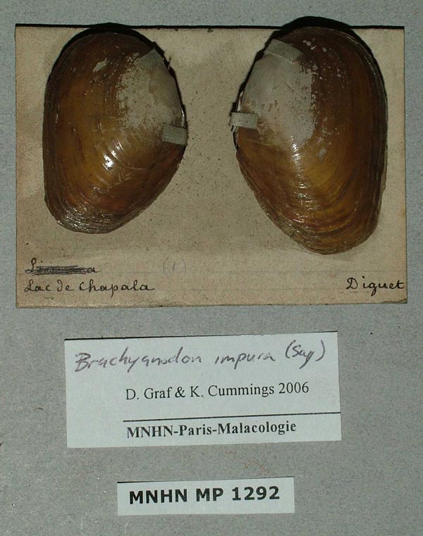specimen