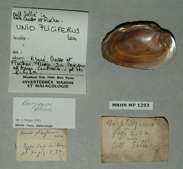 specimen