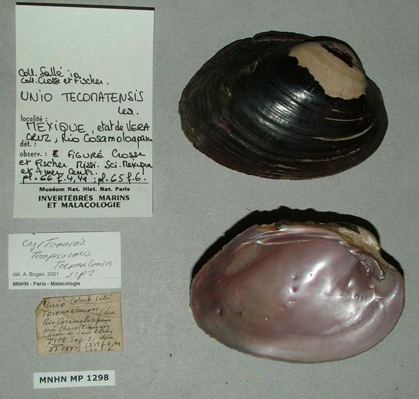 specimen