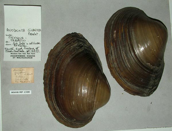 specimen