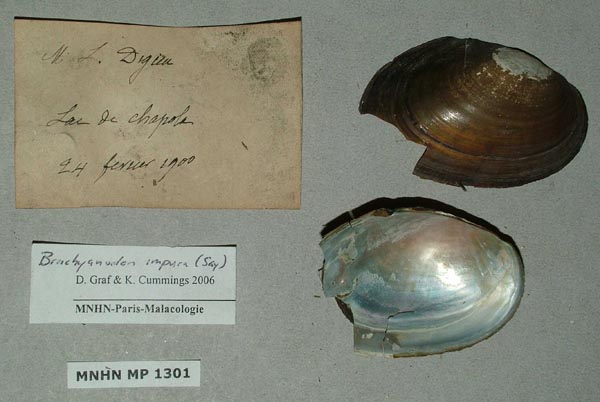 specimen
