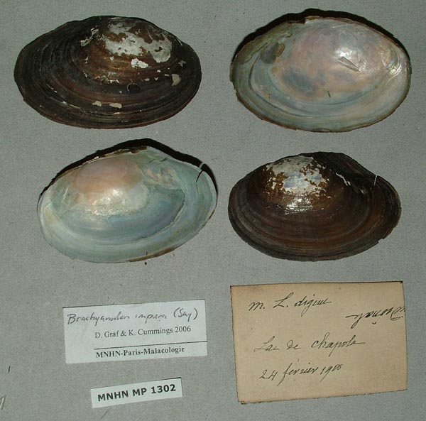 specimen