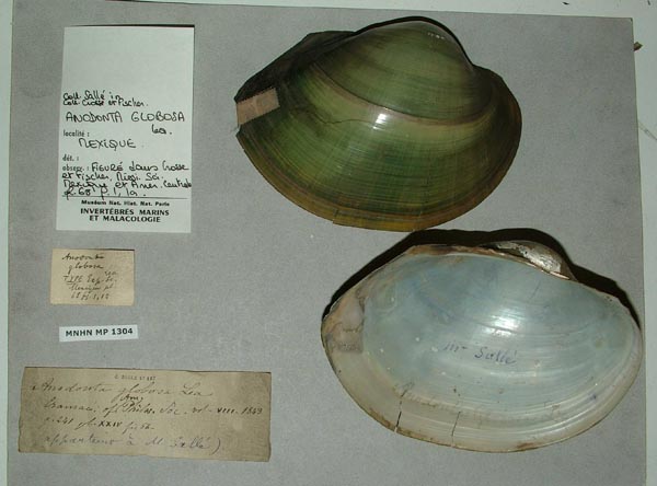 specimen