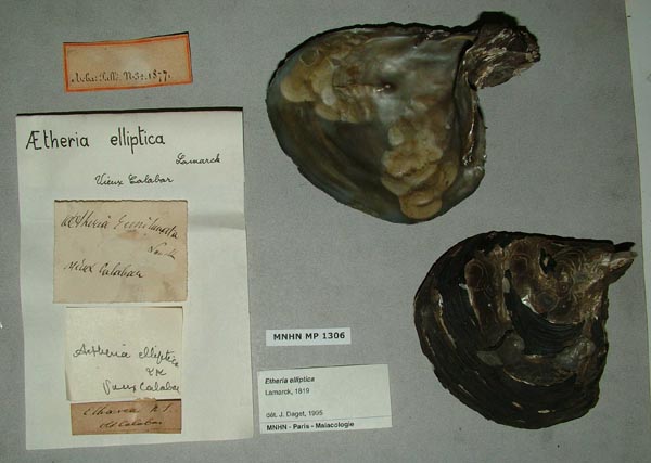 specimen