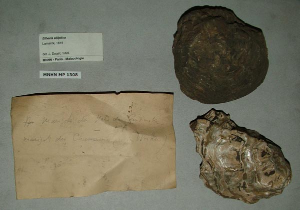 specimen