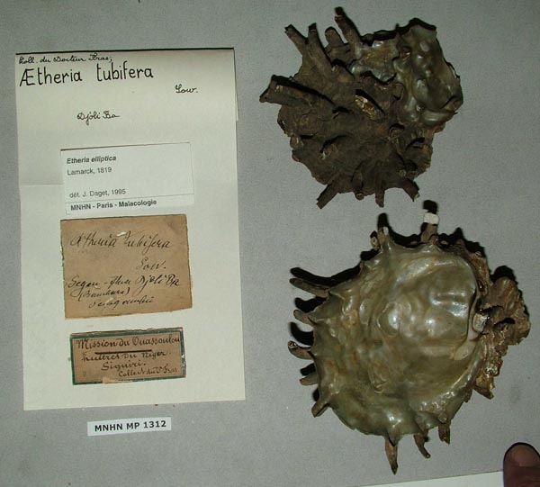specimen