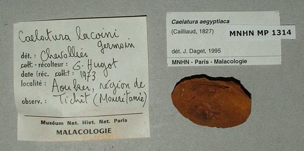 specimen