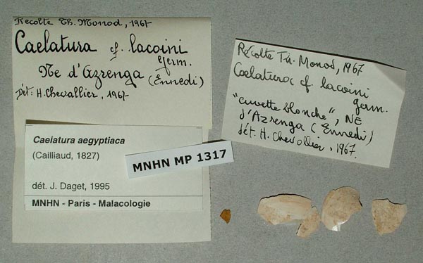 specimen