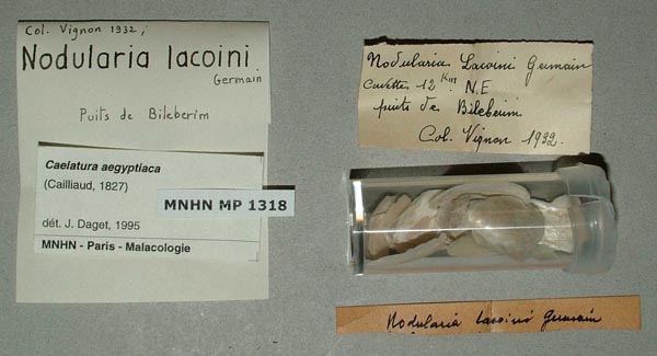 specimen