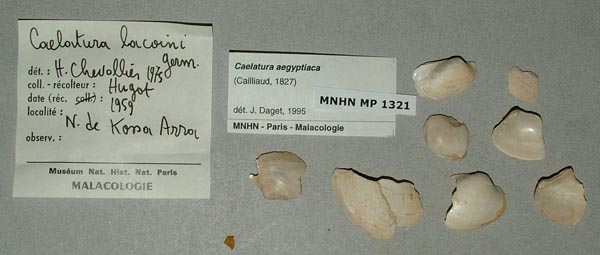 specimen