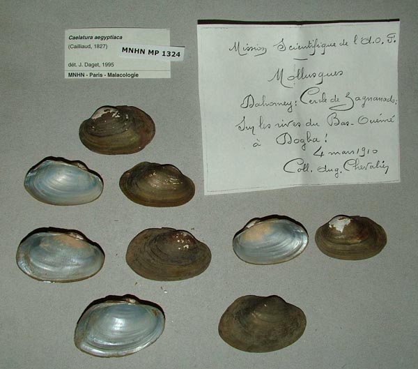 specimen