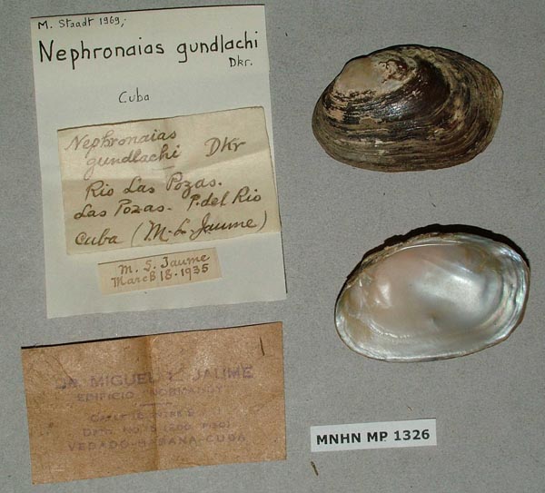 specimen