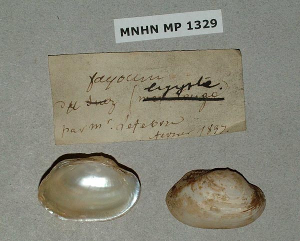 specimen