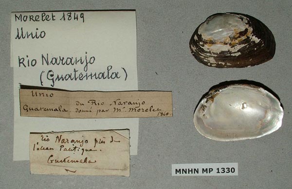 specimen