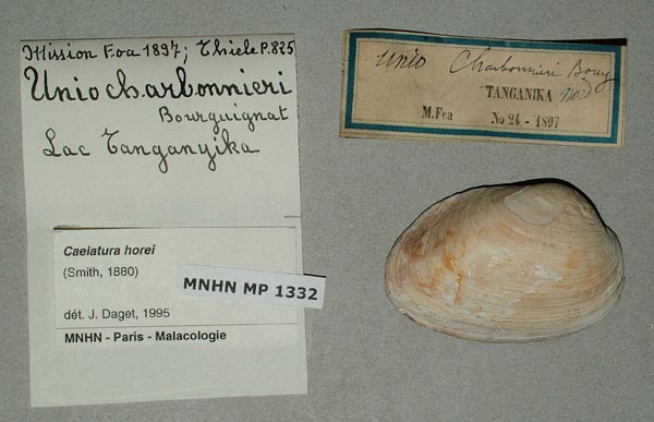 specimen