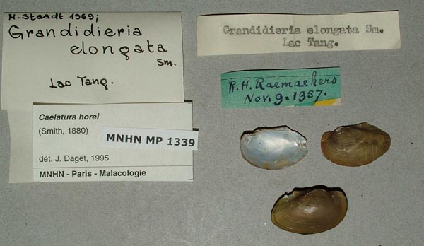 specimen
