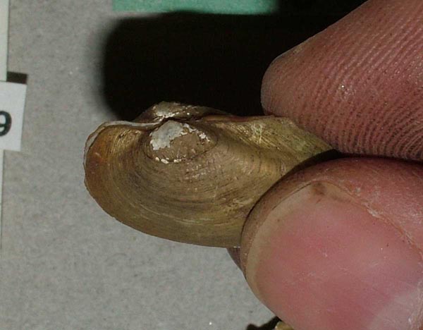 specimen