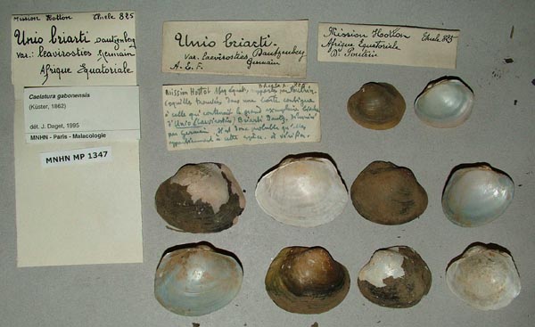 specimen