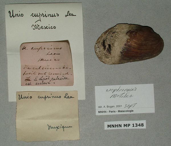 specimen