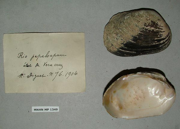 specimen