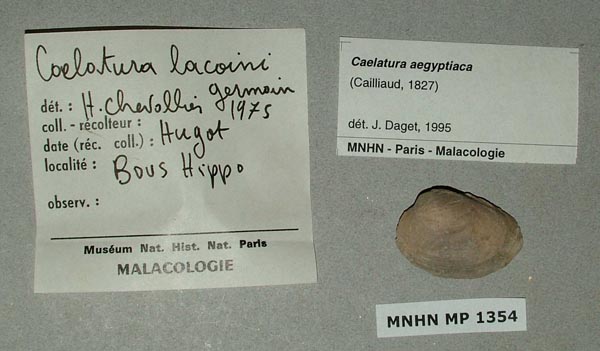 image of lot MNHN_MP_1354 image of lot MNHN_MP_1354