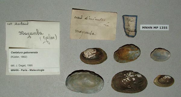 image of lot MNHN_MP_1355 image of lot MNHN_MP_1355