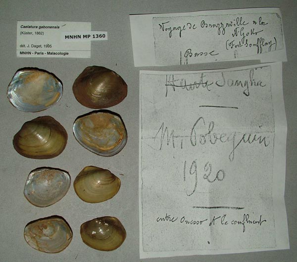 specimen