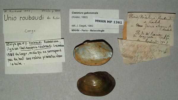 specimen