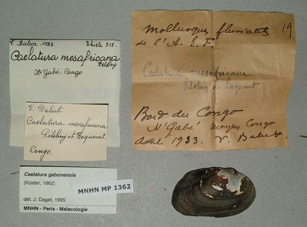 specimen