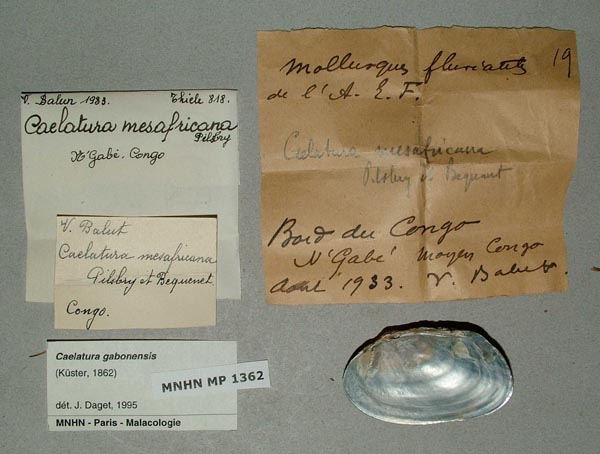 specimen