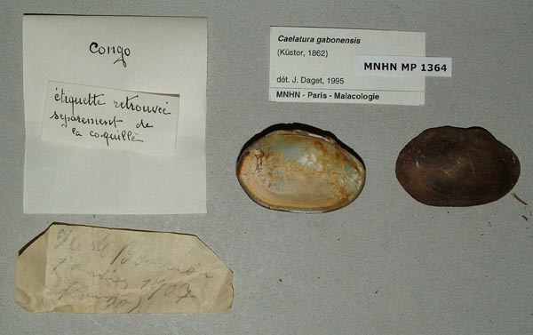 image of lot MNHN_MP_1364 image of lot MNHN_MP_1364