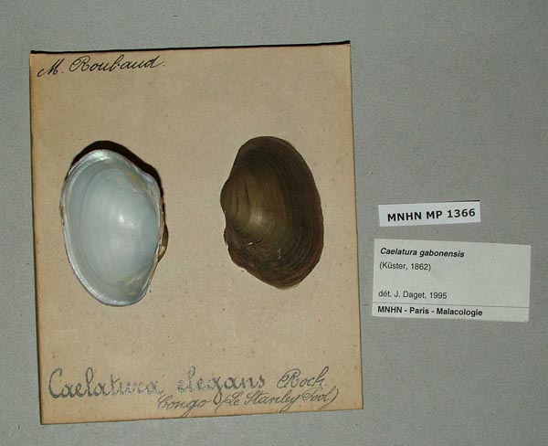 specimen