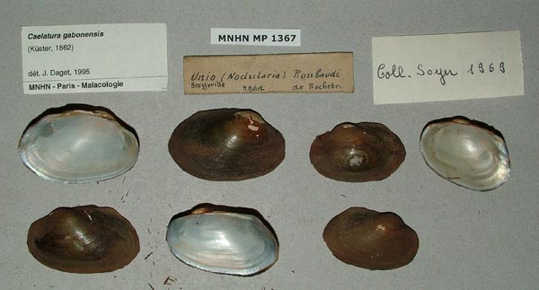 image of lot MNHN_MP_1367 image of lot MNHN_MP_1367