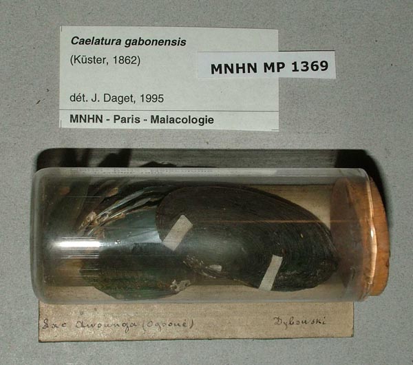 image of lot MNHN_MP_1369 image of lot MNHN_MP_1369