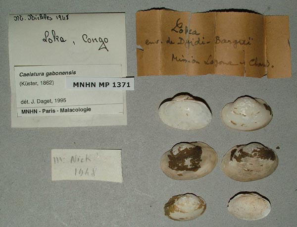 image of lot MNHN_MP_1371 image of lot MNHN_MP_1371