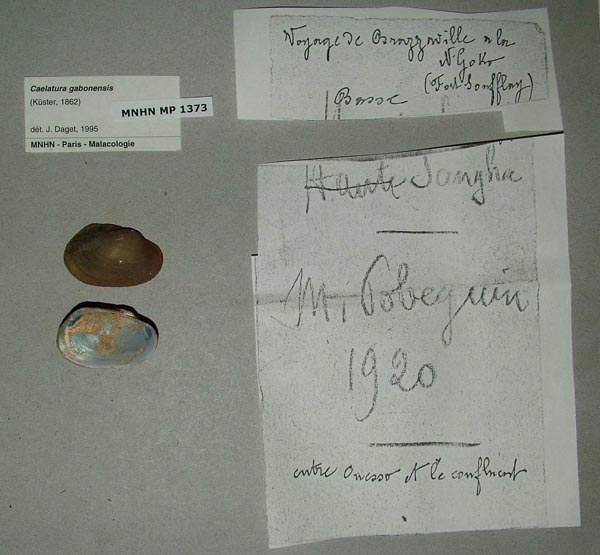 image of lot MNHN_MP_1373_01 image of lot MNHN_MP_1373_01