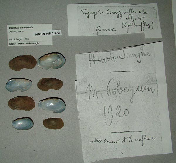 image of lot MNHN_MP_1373_02 image of lot MNHN_MP_1373_02