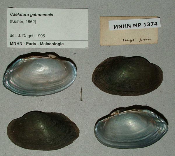 image of lot MNHN_MP_1374 image of lot MNHN_MP_1374