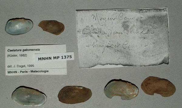 image of lot MNHN_MP_1375 image of lot MNHN_MP_1375