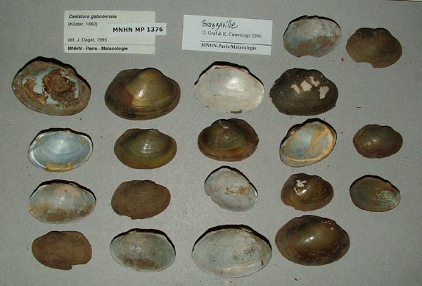 image of lot MNHN_MP_1376_01 image of lot MNHN_MP_1376_01