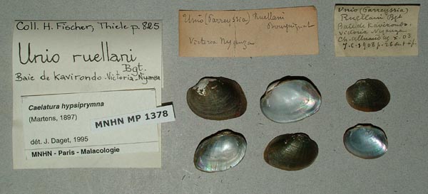 specimen