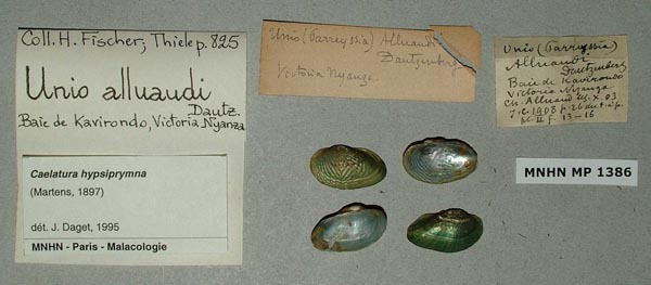 specimen