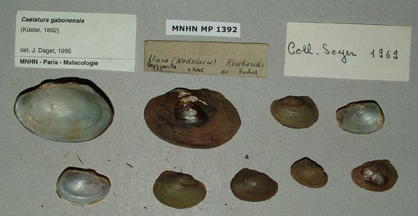 image of lot MNHN_MP_1392 image of lot MNHN_MP_1392