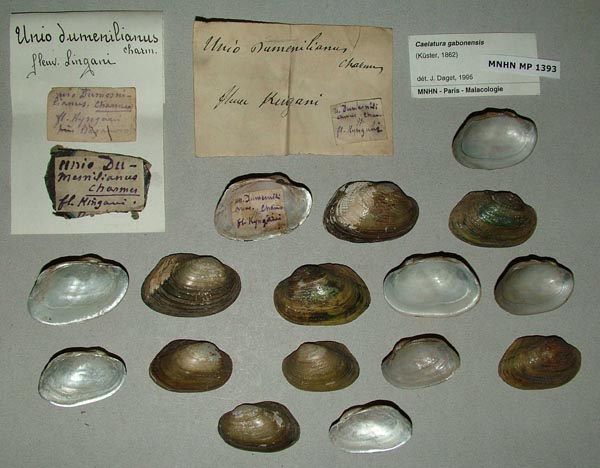 specimen