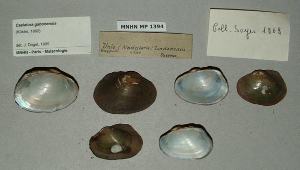 image of lot MNHN_MP_1394 image of lot MNHN_MP_1394