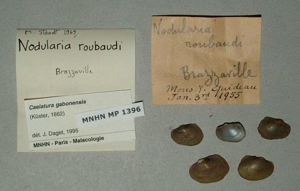 image of lot MNHN_MP_1396 image of lot MNHN_MP_1396