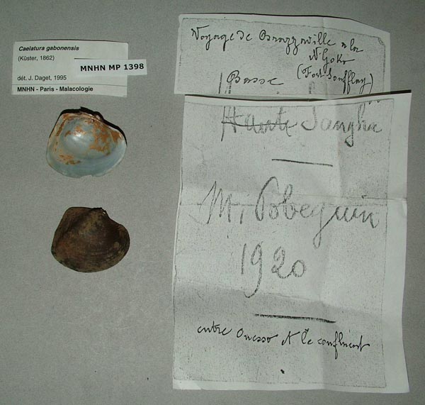 image of lot MNHN_MP_1398 image of lot MNHN_MP_1398