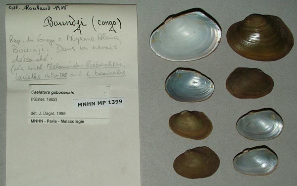 specimen