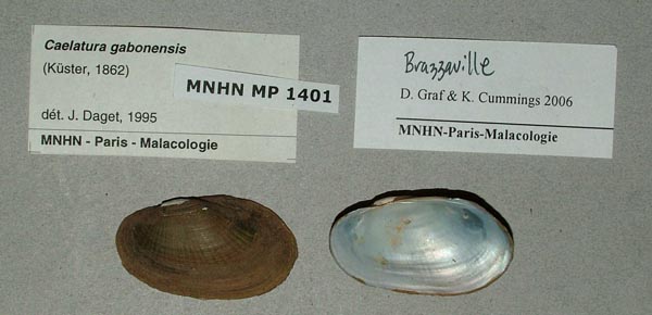 image of lot MNHN_MP_1401_03 image of lot MNHN_MP_1401_03