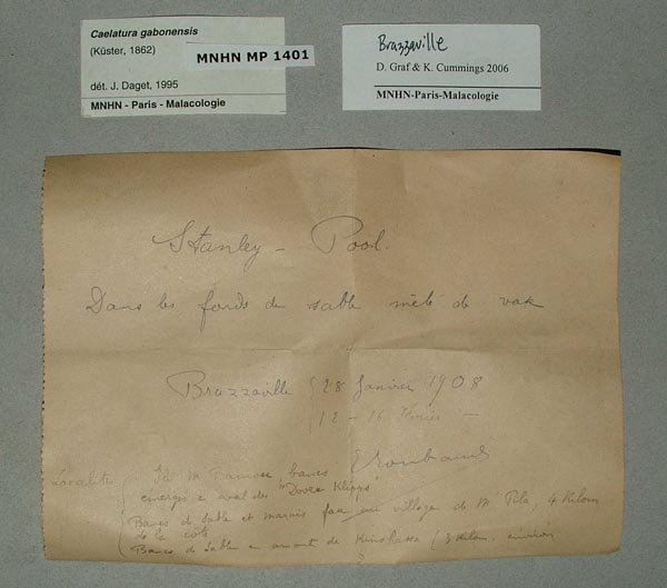 image of lot MNHN_MP_1401_03 image of lot MNHN_MP_1401_03